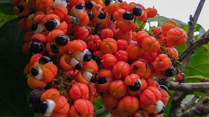 Guarana&nbsp;: plante amazonienne ancestrale